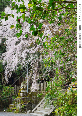 京都大豐神社（京都府京都市左京區）的櫻花和山茶花盛開，美不勝收。 133979023