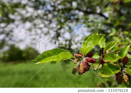 柿子的果實開始變色 133979229