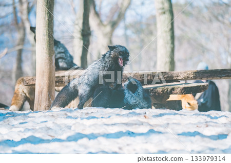 棗狐村的狐狸 棗狐村的狐狸 133979314