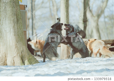 Fox in Zao Fox Village 133979318
