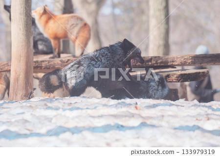 棗狐村的狐狸 133979319