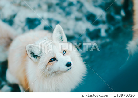 棗狐村的狐狸 133979320