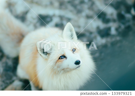 棗狐村的狐狸 133979321