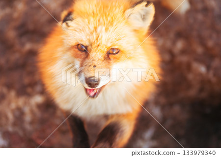 Fox in Zao Fox Village Fox in Zao Fox Village 133979340