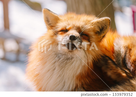 棗狐村的狐狸 133979352