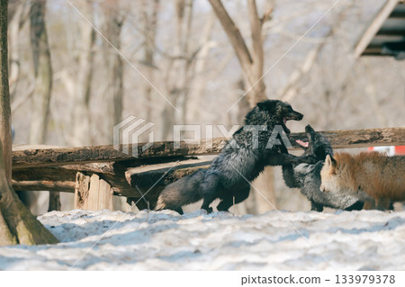 棗狐村的狐狸 133979378