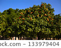 Ripe tangerines on tree branches on a sunny day 133979404