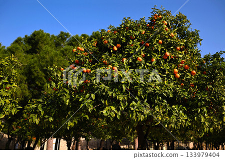 Ripe tangerines on tree branches on a sunny day 133979404
