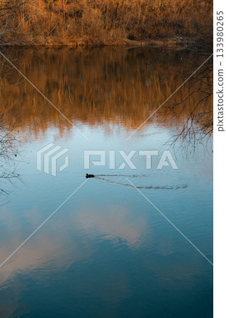 Autumn River with Duck Gliding Through Reflections 133980265