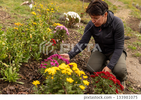 Woman tending colorful chrysanthemums 133981075