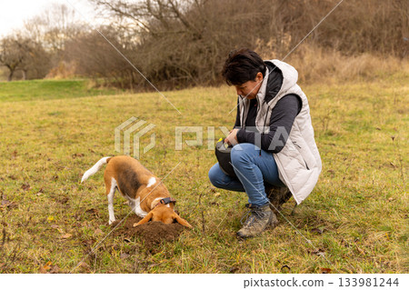Woman training a beagle dog for truffle hunting 133981244