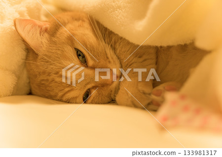 一隻曼基康貓正舒服地躺在柔軟的毯子裡 一隻曼基康貓正舒服地躺在柔軟的毯子裡 133981317