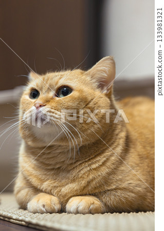 A brown tabby Munchkin cat with calm eyes relaxing in a room A brown tabby Munchkin cat with calm eyes relaxing in a room 133981321