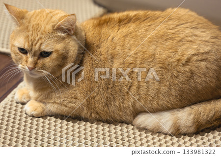 A Munchkin cat with a beautiful, fluffy coat and a serious face. A brown tabby cat with impressive calm eyes relaxing in a room. A Munchkin cat with a beautiful, fluffy coat and a serious face. A brown tabby cat with impressive calm eyes relaxing in a room. 133981322