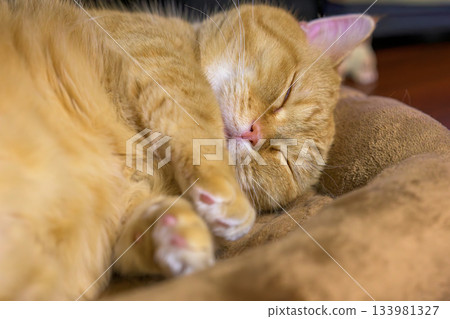 一隻可愛、放鬆的曼基康貓正在安詳地睡覺 一隻可愛、放鬆的曼基康貓正在安詳地睡覺 133981327