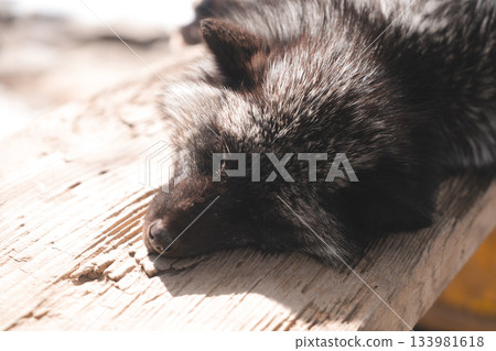 Fox in Zao Fox Village 133981618