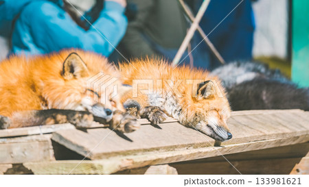 棗狐村的狐狸 133981621