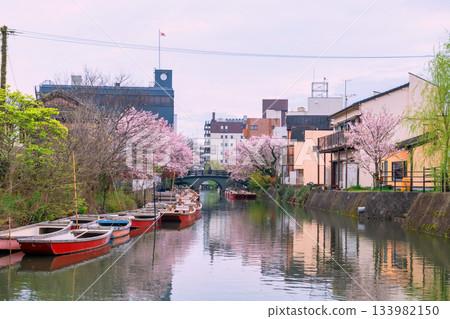 donko boat and pink sakura by river at Yanagawa, Fukuoka donko boat and pink sakura by river at Yanagawa, Fukuoka 133982150