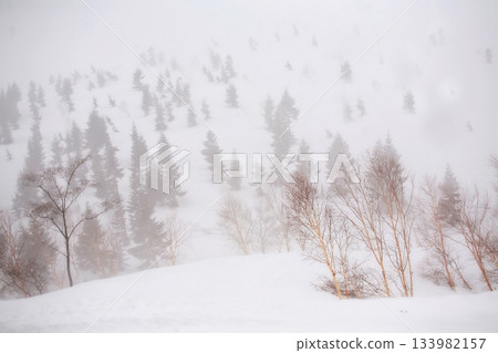 Snow covered mountain with Christmas Tree, Tateyama Kurobe Alpine Snow covered mountain with Christmas Tree, Tateyama Kurobe Alpine 133982157