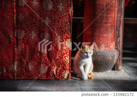 Adorable orange white tabby cat by red textile in Longhua temple, Shanghai 133982172