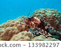 A Red sea lionfish, pterois volitans swimming over tropical reef with blue water in background 133982297