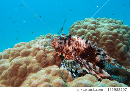 A Red sea lionfish, pterois volitans swimming over tropical reef with blue water in background A Red sea lionfish, pterois volitans swimming over tropical reef with blue water in background 133982297