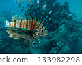 A Red sea lionfish, pterois volitans swimming over tropical reef with blue water in background 133982298