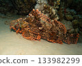 A tasseled scorpionfish, Scorpaenopsis oxycephala, a type of fish known for its venomous spines.  133982299