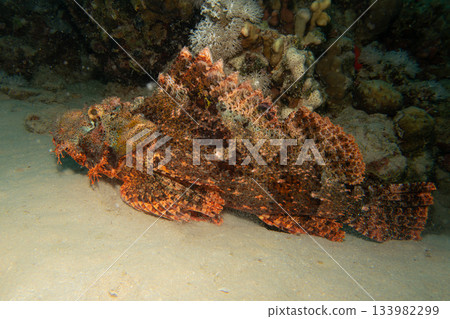 A tasseled scorpionfish, Scorpaenopsis oxycephala, a type of fish known for its venomous spines. A tasseled scorpionfish, Scorpaenopsis oxycephala, a type of fish known for its venomous spines. 133982299
