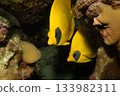 A pair of yellow blue cheek butterflyfish, Chaetodon semilarvatus, at a tropical reef in the Red Sea 133982311