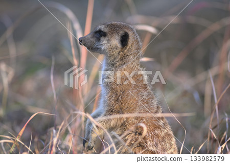 一隻狐獴站在深秋的枯草叢中 133982579