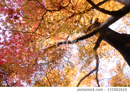 The colorful Japanese maples at Morioka Castle Ruins Park in Morioka City, Iwate Prefecture 133982628
