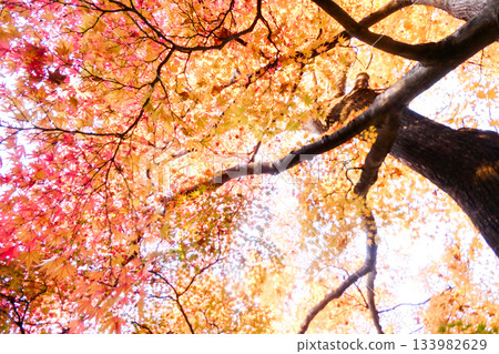 The colorful Japanese maples at Morioka Castle Ruins Park in Morioka City, Iwate Prefecture 133982629