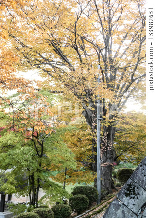 岩手縣盛岡市盛岡城遺址公園的石牆和色彩繽紛的桂樹。深秋時節漫步於城堡遺址。 岩手縣盛岡市盛岡城遺址公園的石牆和色彩繽紛的桂樹。深秋時節漫步於城堡遺址。 133982631