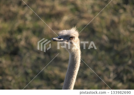 棕色眼睛的鴕鳥在西邊的陽光下閃閃發光。 133982690