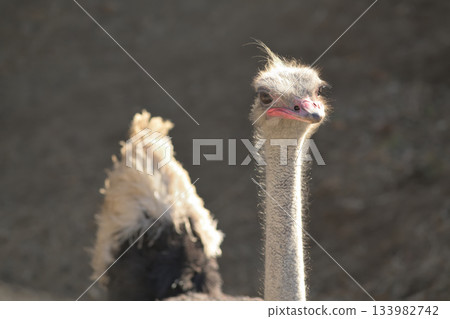 秋風吹拂著鴕鳥頭上的羽毛 133982742