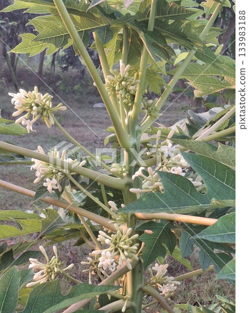 Papaya Tree in Bloom with White Flowers and Large Green Lobed Leaves, Tropical Botanical Stock Image Papaya Tree in Bloom with White Flowers and Large Green Lobed Leaves, Tropical Botanical Stock Image 133983188