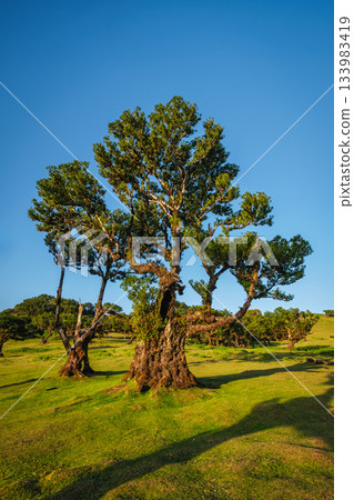 Fanal forest trees on Madeira island, Portugal 133983419