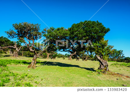 Fanal forest trees on Madeira island, Portugal 133983420