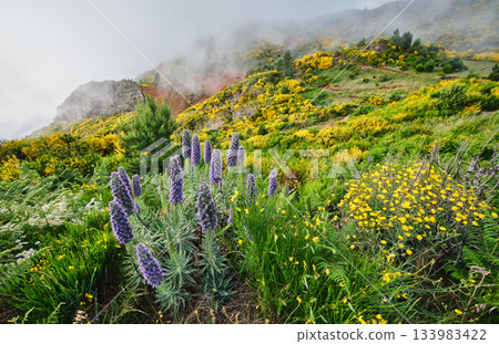 Madeira landscape with Pride of Madeira flowers and blooming Cytisus shrubs, Portugal 133983422