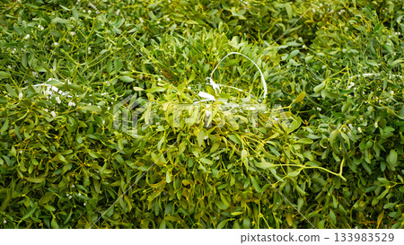 Mistletoe harvest Viscum album cut collection tree piles sale saw special on pole Christmas for market people advent with tree gold european evergreen, Europe 133983529