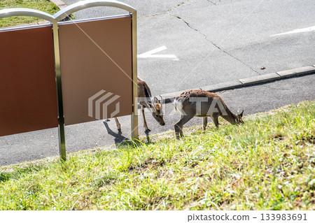 Ezo deer grazing in the autumn sunshine in eastern Hokkaido 133983691