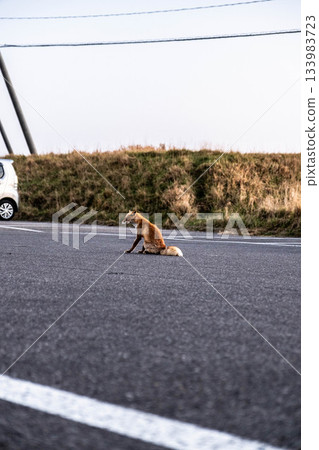 A pensive red fox on the roadside in autumn on Hokkaido's Notsuke Peninsula A pensive red fox on the roadside in autumn on Hokkaido's Notsuke Peninsula 133983723