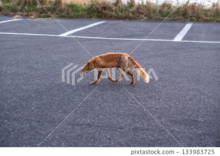 Autumn on the Notsuke Peninsula, a melancholy red fox walking on the asphalt 133983725