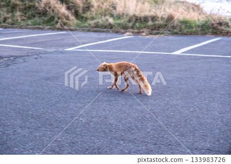 A red fox walking along a deserted road on the Notsuke Peninsula in late autumn A red fox walking along a deserted road on the Notsuke Peninsula in late autumn 133983726