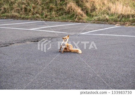 An afternoon of autumn in eastern Hokkaido, with a red fox relaxing on a paved road An afternoon of autumn in eastern Hokkaido, with a red fox relaxing on a paved road 133983730
