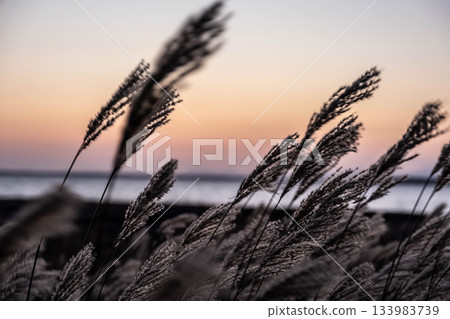 秋日的野付半島，稻穗在柔和的暮光中搖曳，構成了一幅略帶憂鬱的景象。 133983739