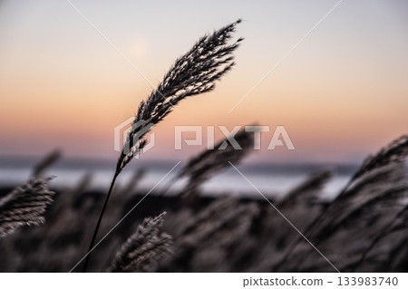 北海道東部秋色淒涼，野付半島的稻田在緋紅的天空下搖曳。 133983740