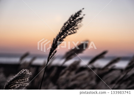 秋風中搖曳的青草，野付半島緋紅的天空，一片憂鬱的景象。 133983741