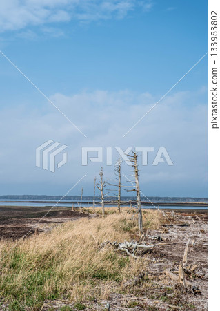 野付半島的秋日天空和枯萎的樹木，都給人一種時光流逝的感覺。 133983802